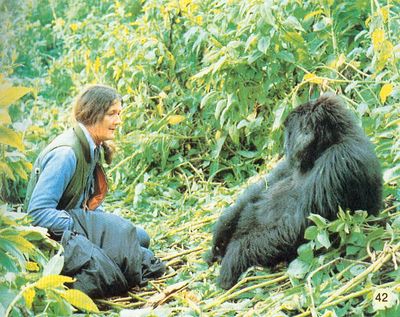 fossey fossey