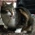 cat Avatar