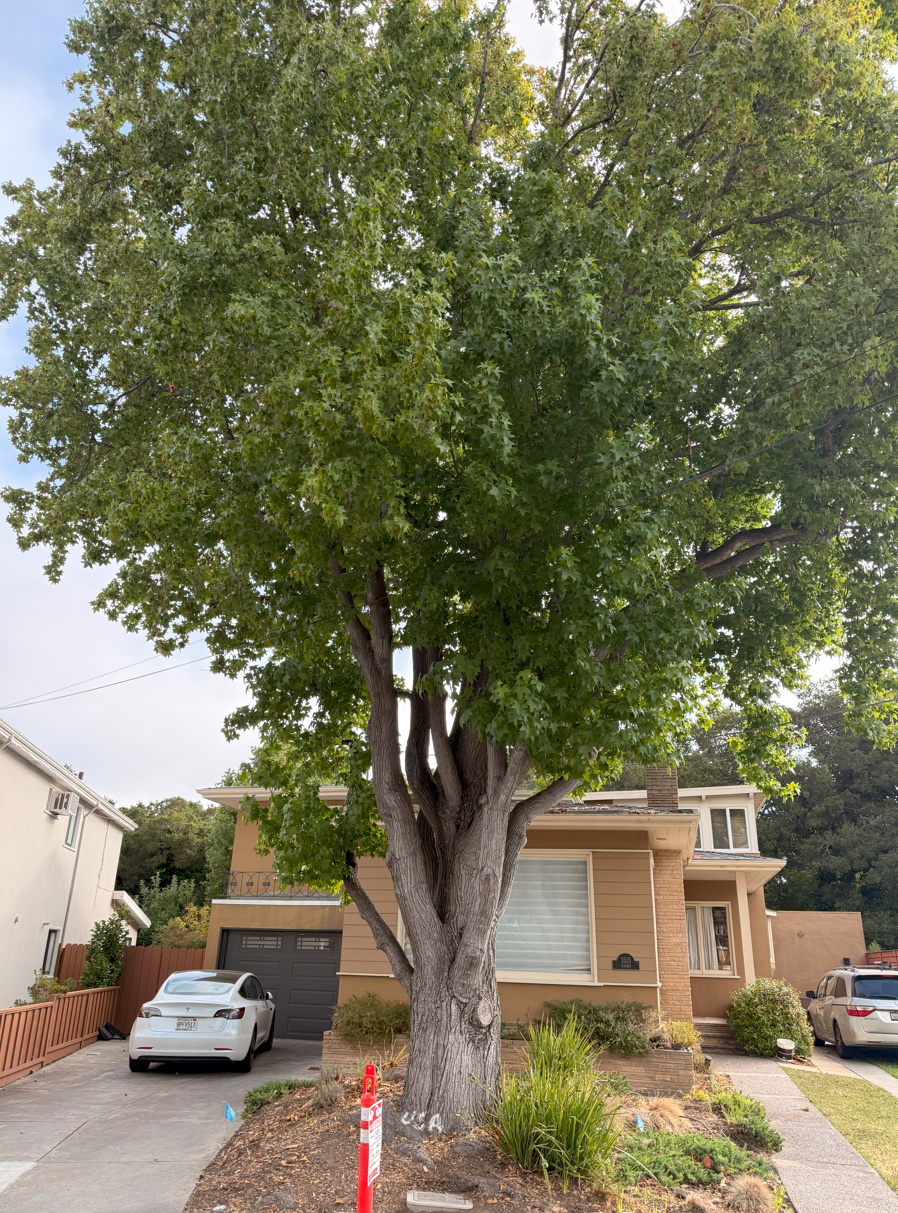Goodbye Tree – commadot.com